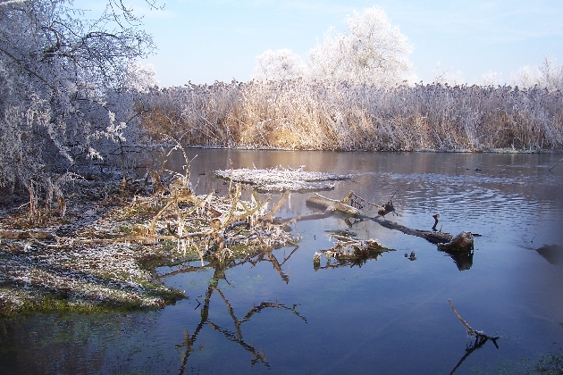 Bild 023.jpg - Winter im Naturschutzgebiet Taubergießen beim Europa-Park Rust